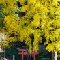 京都美图 / Beautiful Kyoto