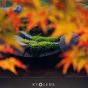 京都美图 / Beautiful Kyoto